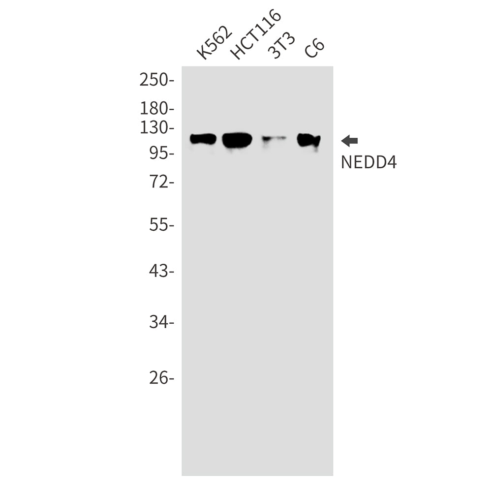 NEDD4 Rabbit Monoclonal Antibody