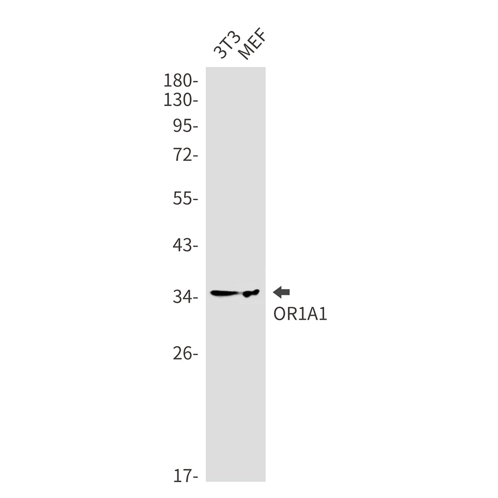 OR1A1 Rabbit Monoclonal Antibody
