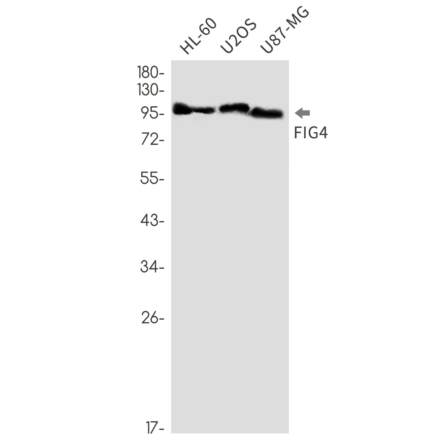 FIG4 Rabbit Monoclonal Antibody