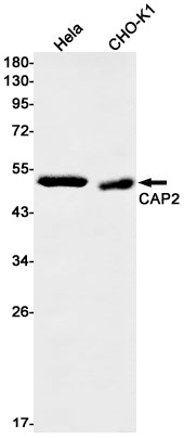 CAP2 Rabbit Monoclonal Antibody