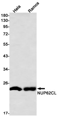 NUP62CL Rabbit Monoclonal Antibody