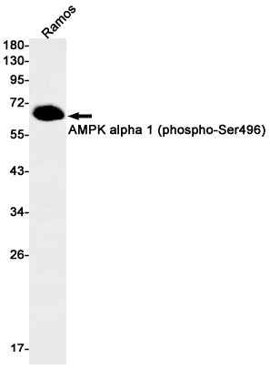 Phospho-AMPK alpha 1 (Ser496) Rabbit Monoclonal Antibody