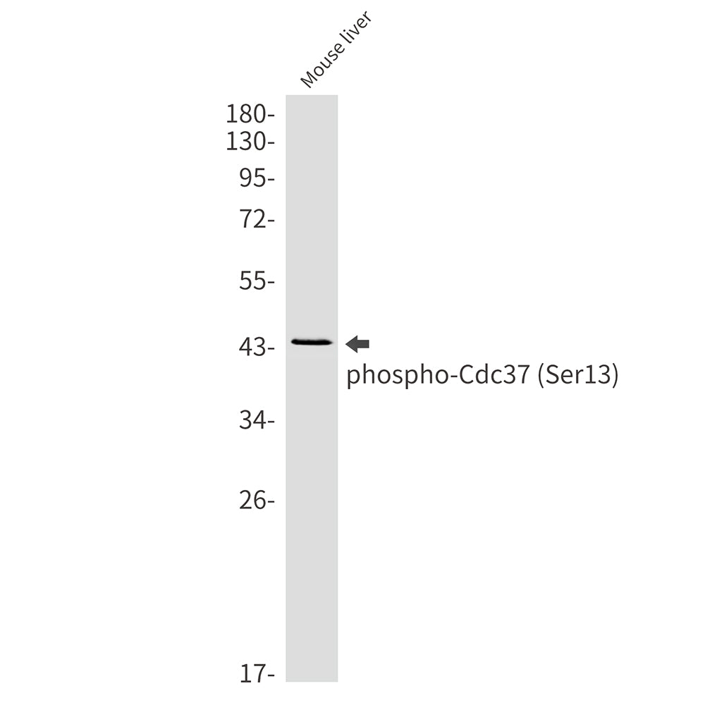 Phospho-CDC37 (Ser13) Rabbit Monoclonal Antibody