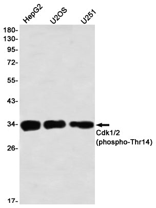 Phospho-CDK1/2 (Thr14) Rabbit Monoclonal Antibody