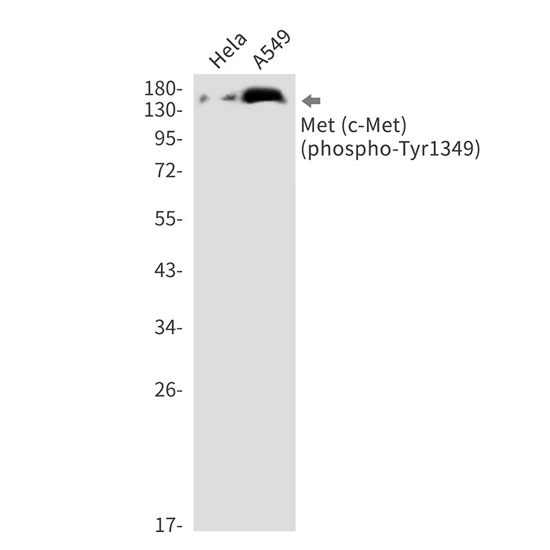 Phospho-c-Met (Tyr1349) Rabbit Monoclonal Antibody