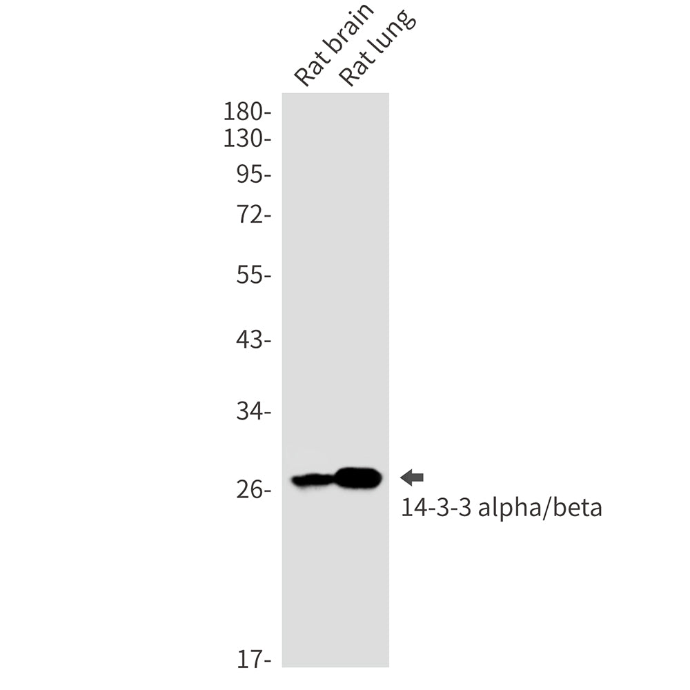 14-3-3 alpha/beta Rabbit Monoclonal Antibody