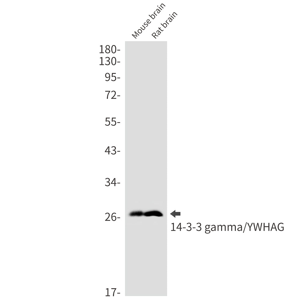 14-3-3 gamma Rabbit Monoclonal Antibody