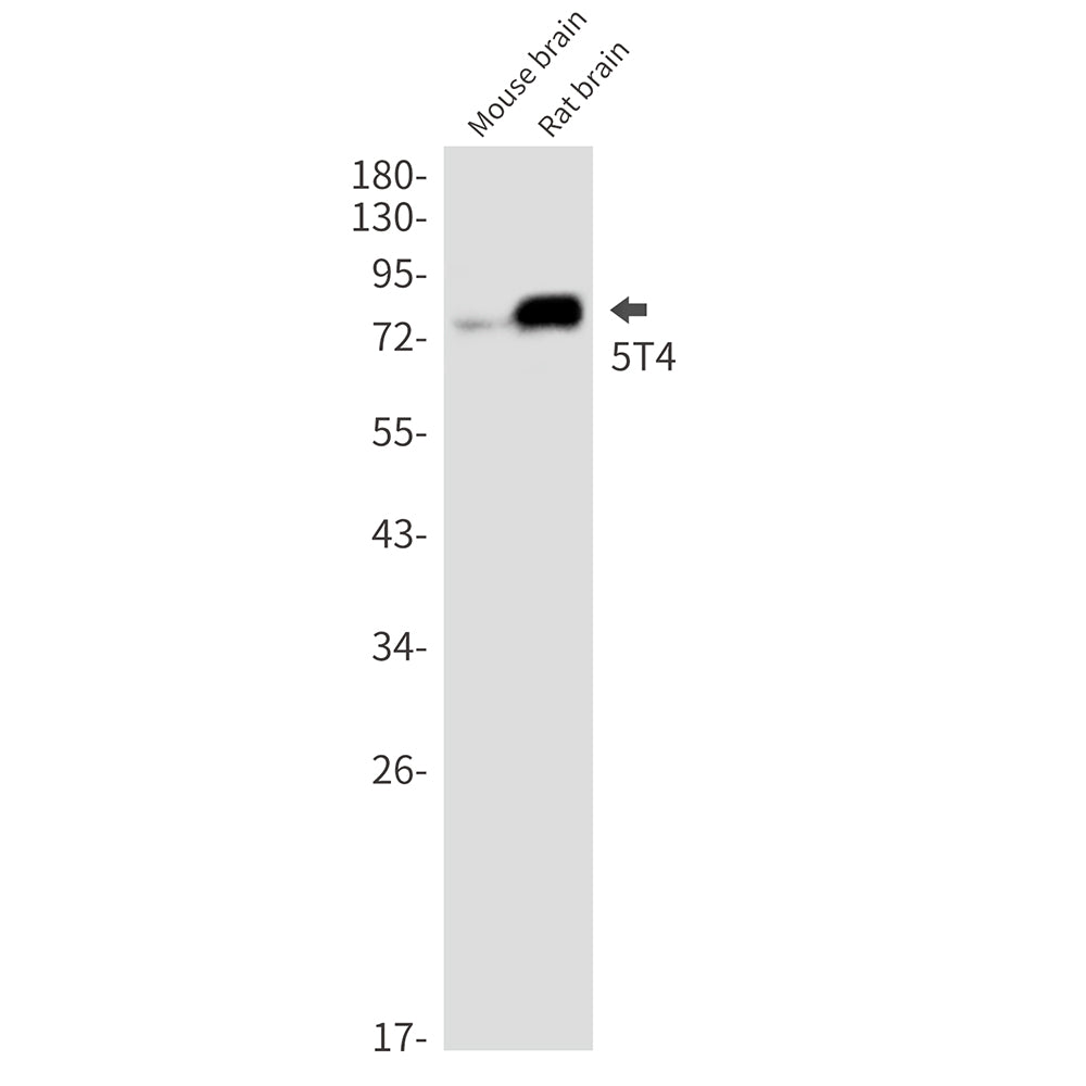 5T4 Rabbit Monoclonal Antibody