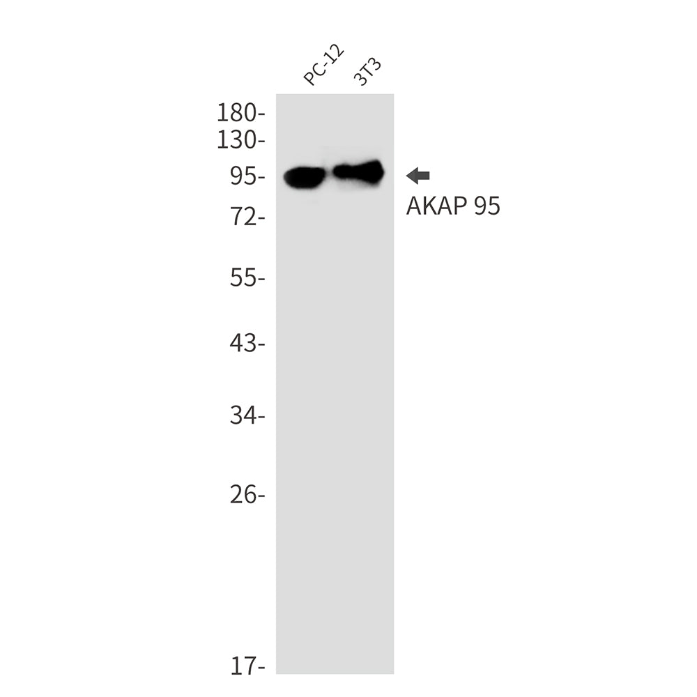 AKAP95 Rabbit Monoclonal Antibody