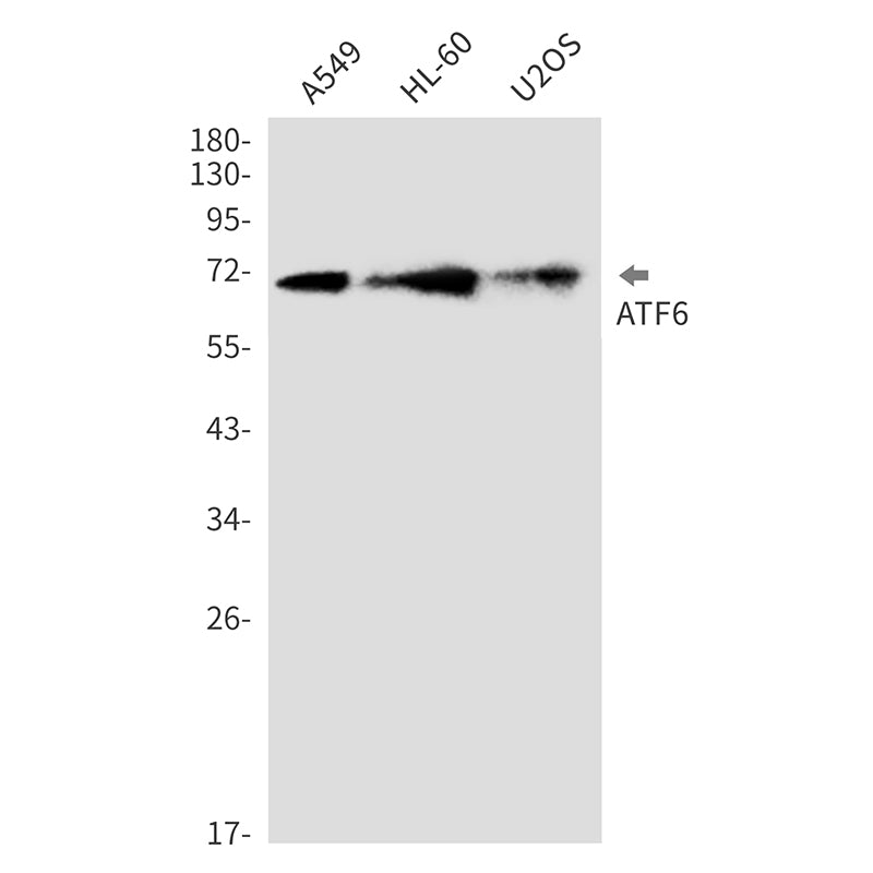 ATF6 Rabbit Monoclonal Antibody