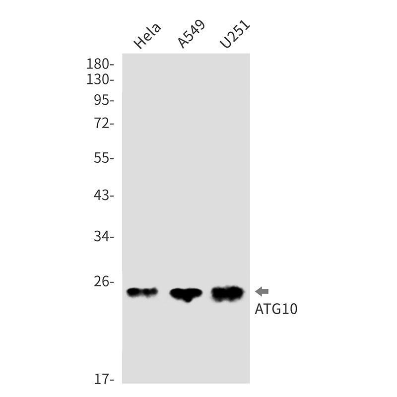 ATG10 Rabbit Monoclonal Antibody