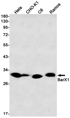 BarX1 Rabbit Monoclonal Antibody