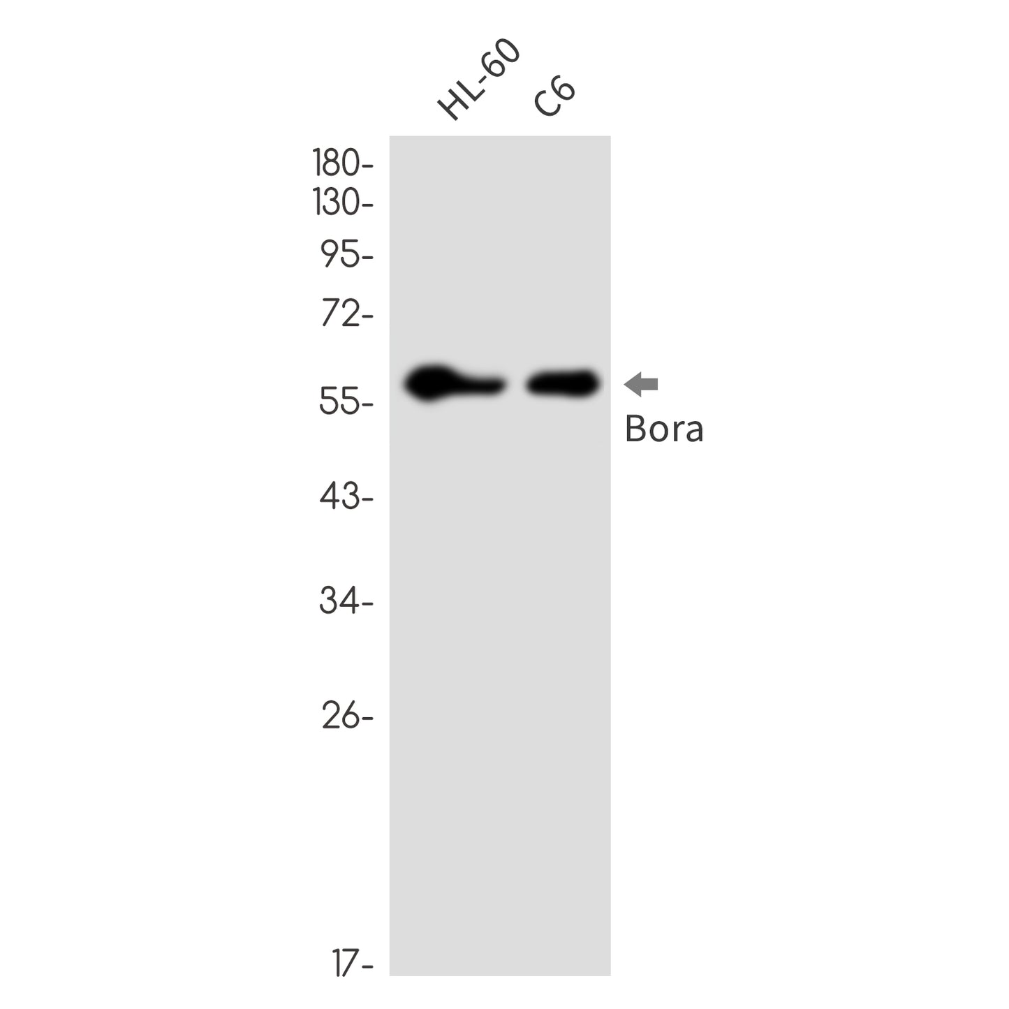 Bora Rabbit Monoclonal Antibody