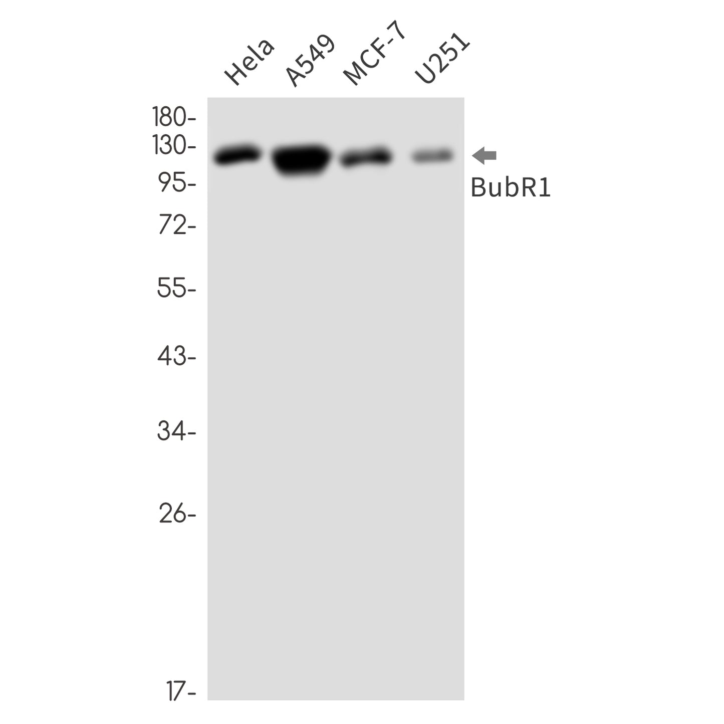 BUBR1 Rabbit Monoclonal Antibody