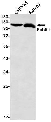 BUBR1 Rabbit Monoclonal Antibody