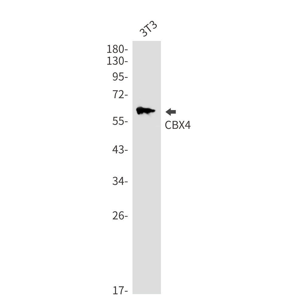 CBX4 Rabbit Monoclonal Antibody