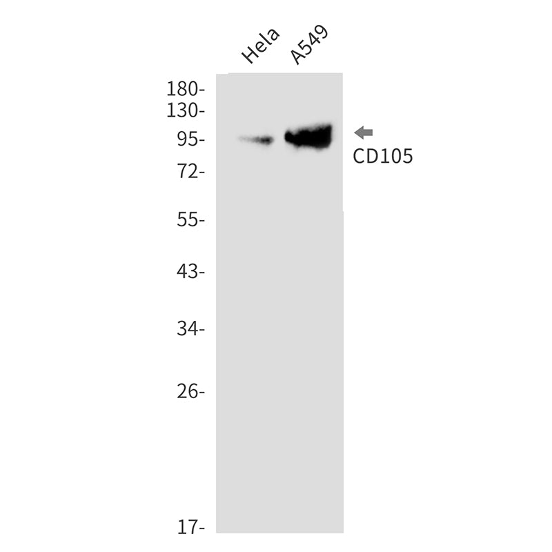 CD105 Rabbit Monoclonal Antibody