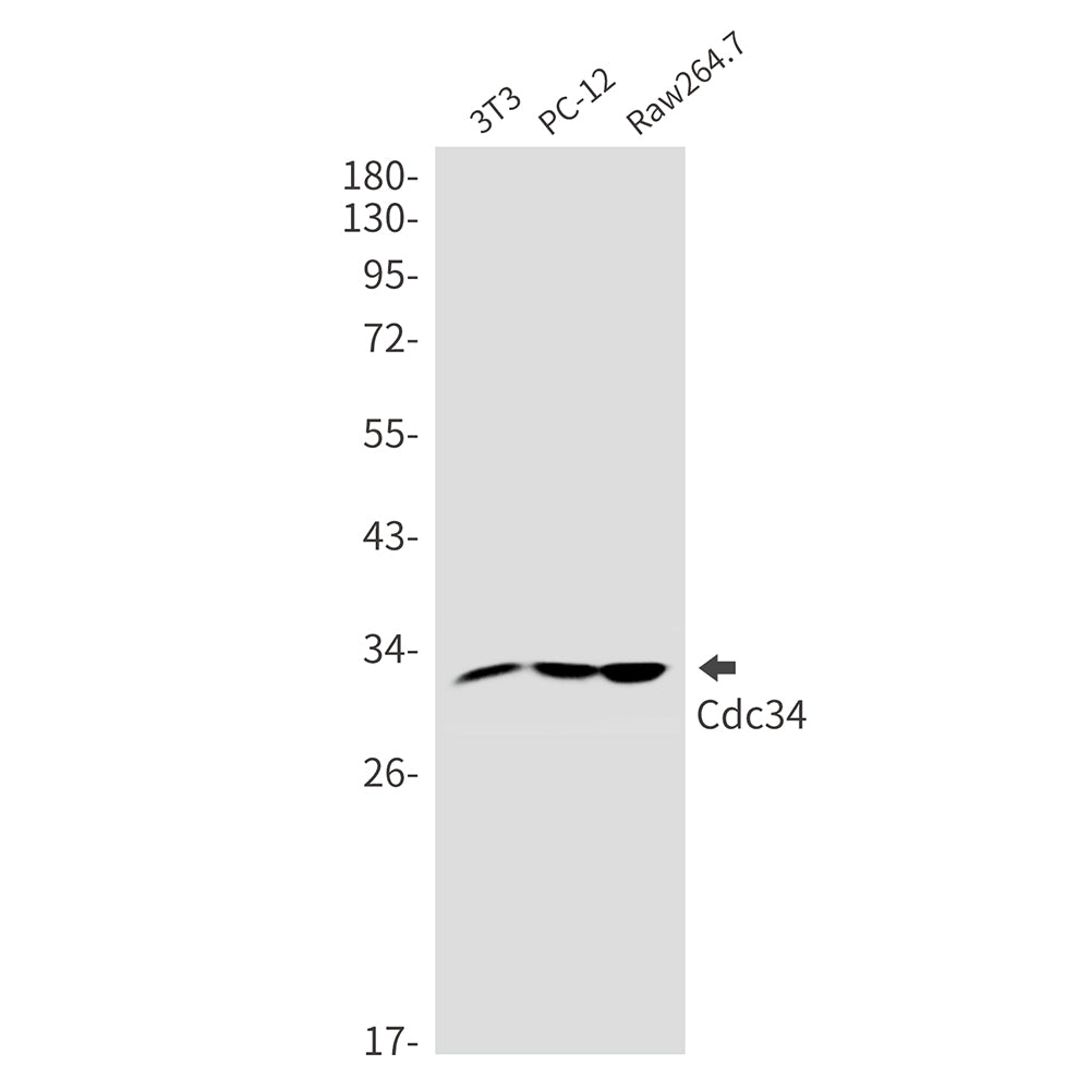 CDC34 Rabbit Monoclonal Antibody