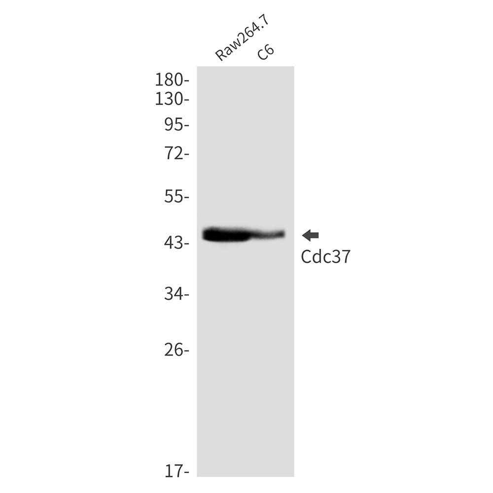 CDC37 Rabbit Monoclonal Antibody