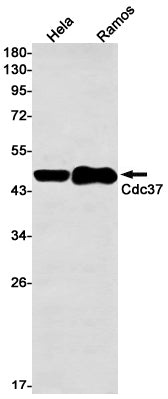 CDC37 Rabbit Monoclonal Antibody