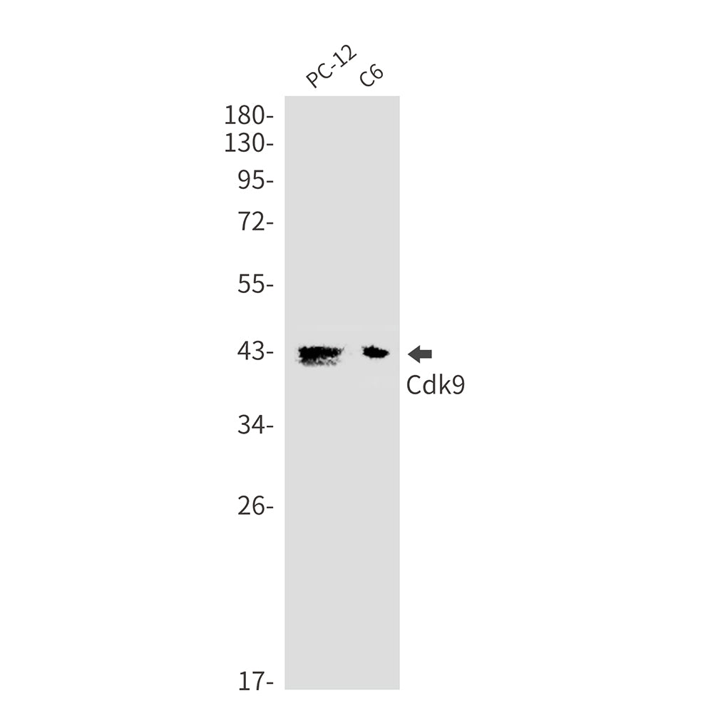 CDK9 Rabbit Monoclonal Antibody