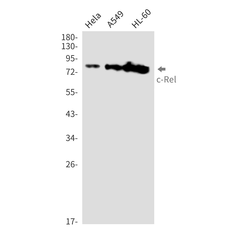 c-Rel Rabbit Monoclonal Antibody