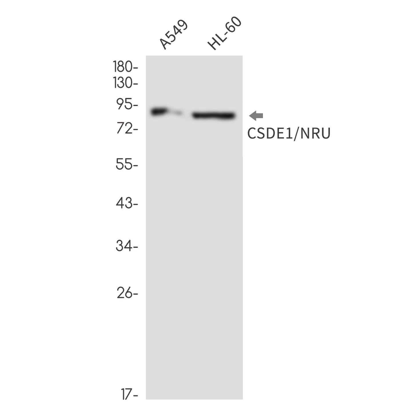 CSDE1 Rabbit Monoclonal Antibody