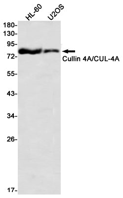 Cullin 4A Rabbit Monoclonal Antibody