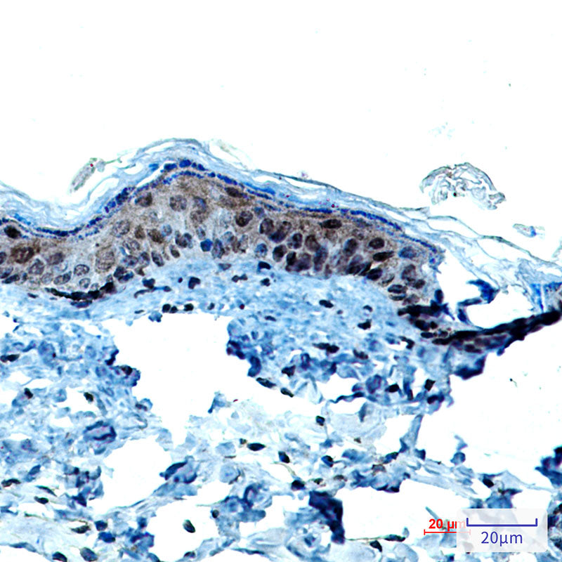 Cytokeratin 9 Rabbit Monoclonal Antibody
