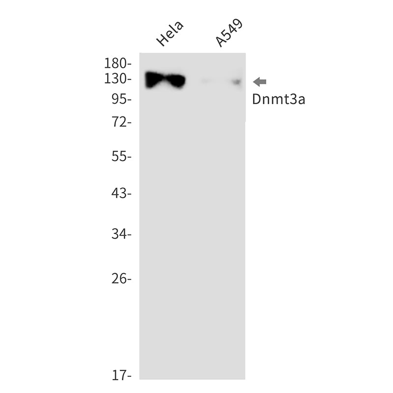 Dnmt3a Rabbit Monoclonal Antibody
