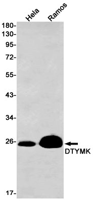 DTYMK Rabbit Monoclonal Antibody