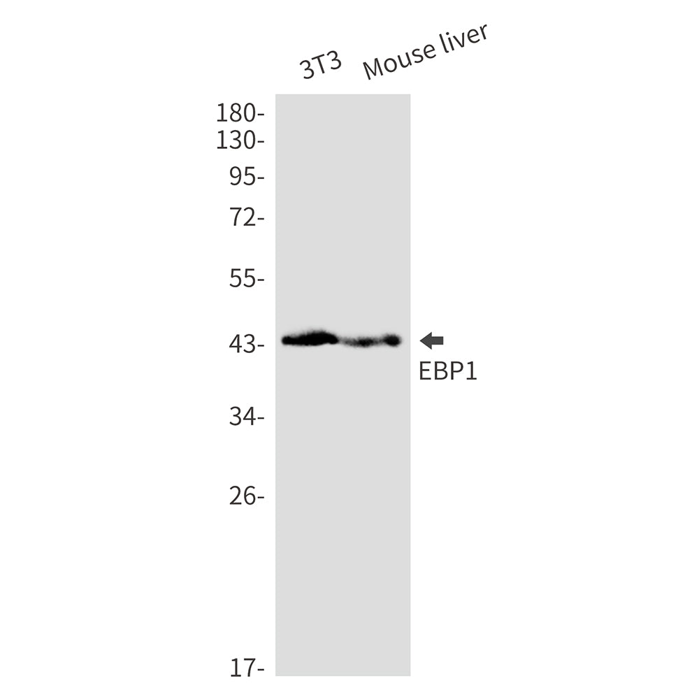 EBP1 Rabbit Monoclonal Antibody