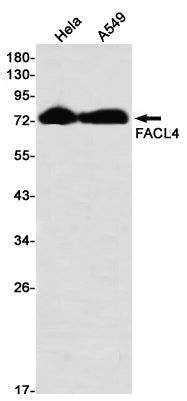 FACL4 Rabbit Monoclonal Antibody