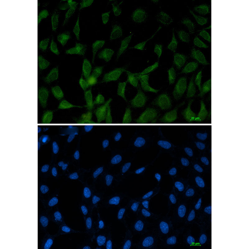 FE65 Rabbit Monoclonal Antibody