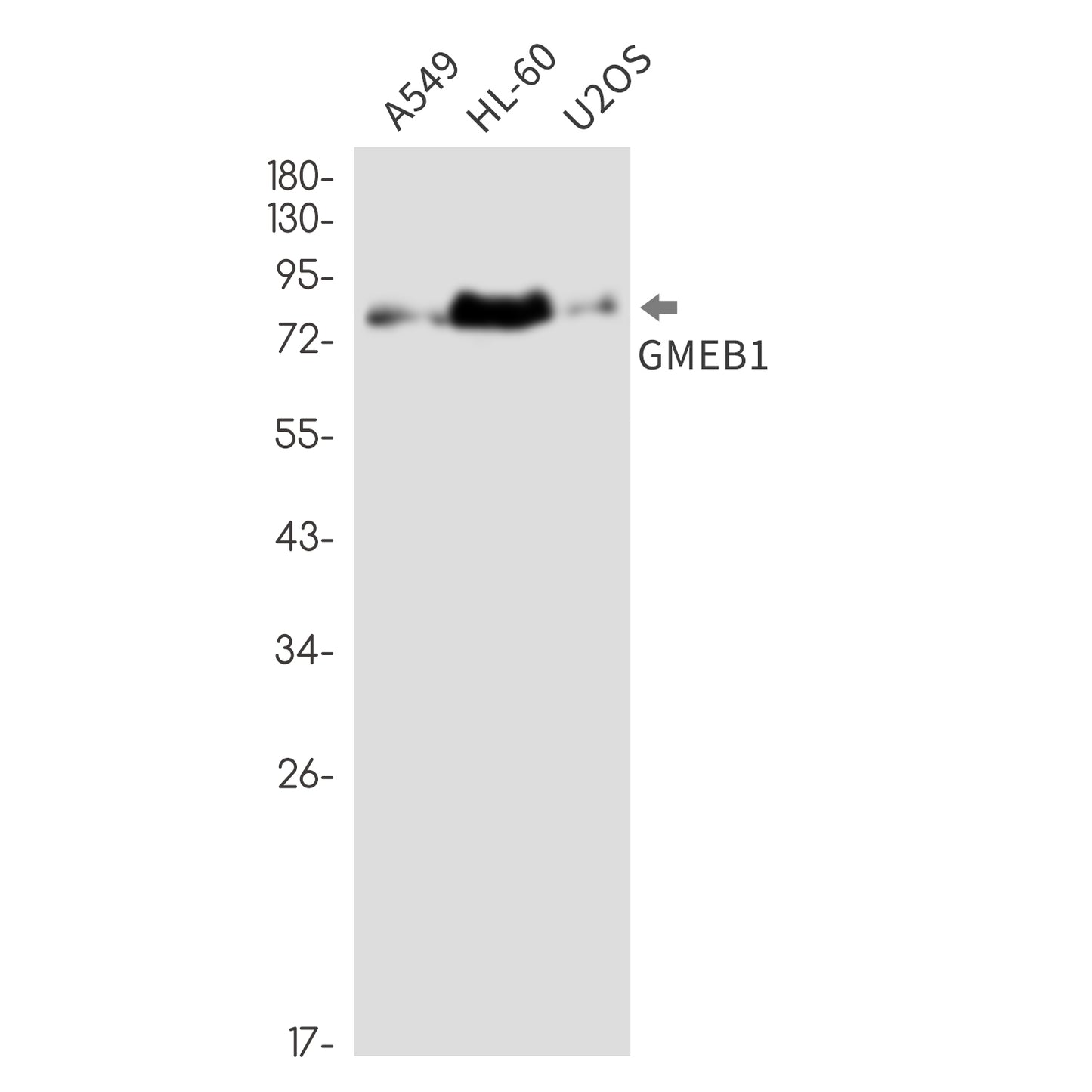 GMEB1 Rabbit Monoclonal Antibody