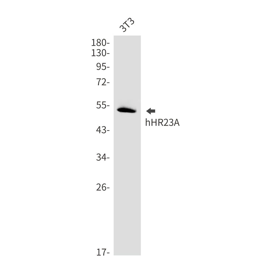 hHR23A Rabbit Monoclonal Antibody