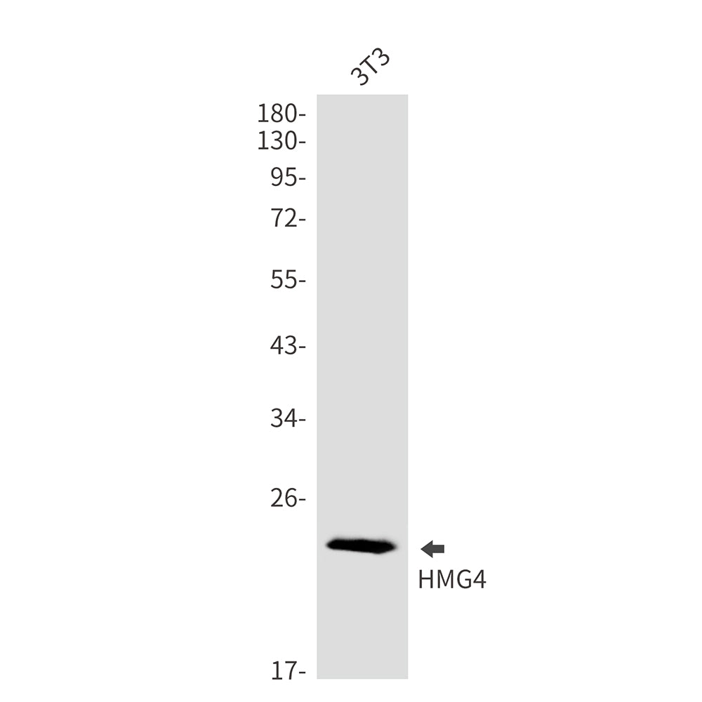 HMG4 Rabbit Monoclonal Antibody