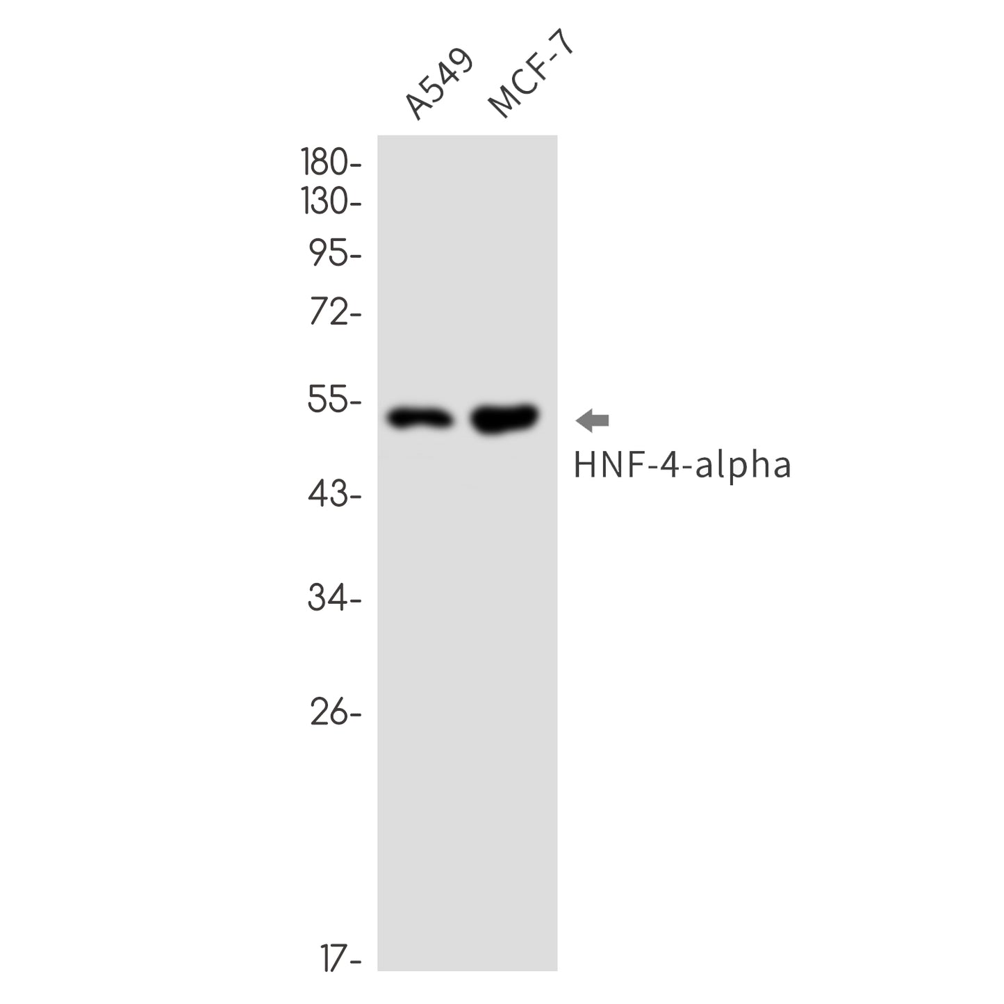 HNF 4 alpha Rabbit Monoclonal Antibody