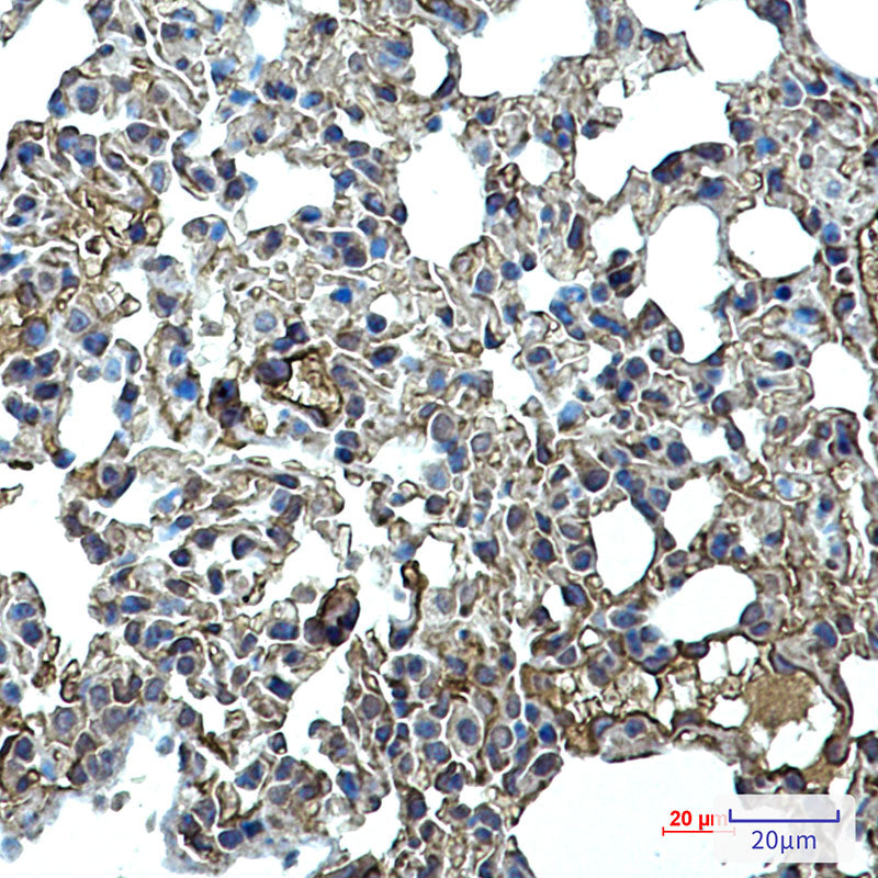 ICAM2 Rabbit Monoclonal Antibody