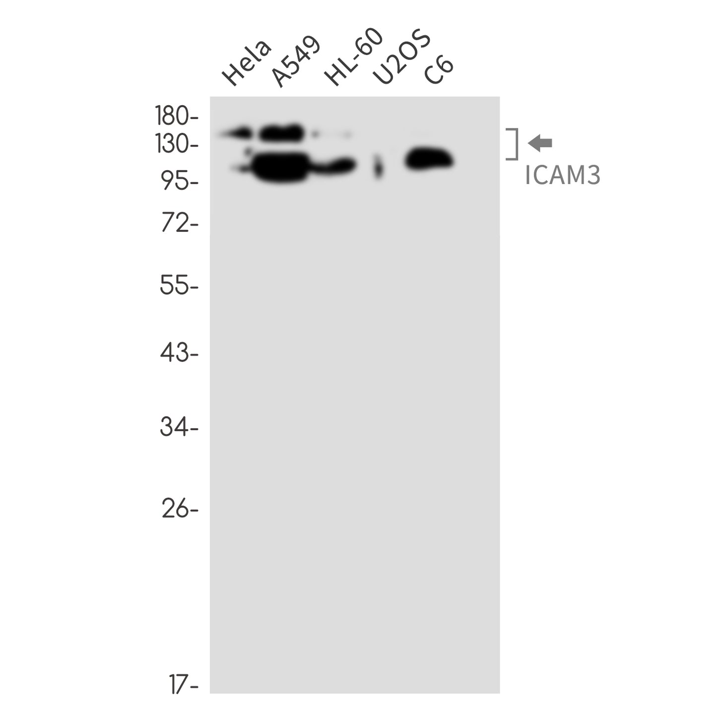 ICAM3 Rabbit Monoclonal Antibody