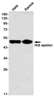 IKB epsilon Rabbit Monoclonal Antibody