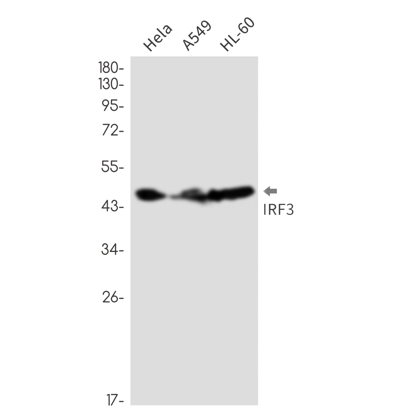 IRF3 Rabbit Monoclonal Antibody