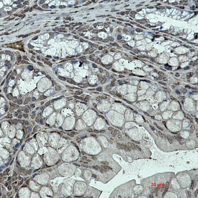 KLF4 Rabbit Monoclonal Antibody