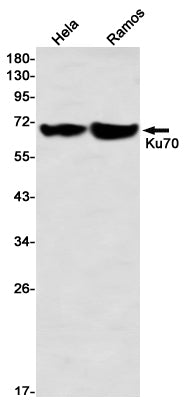 Ku70 Rabbit Monoclonal Antibody