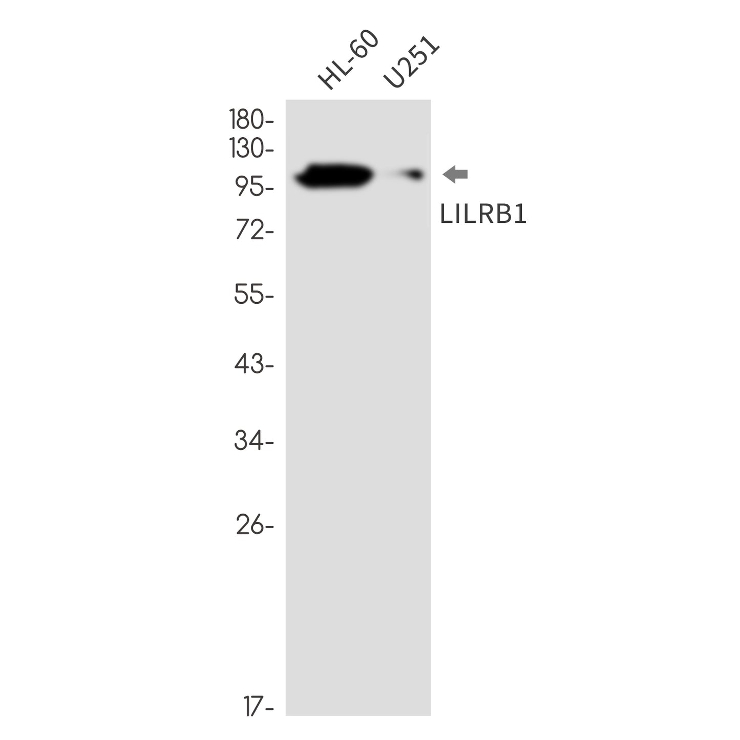LILRB1 Rabbit Monoclonal Antibody