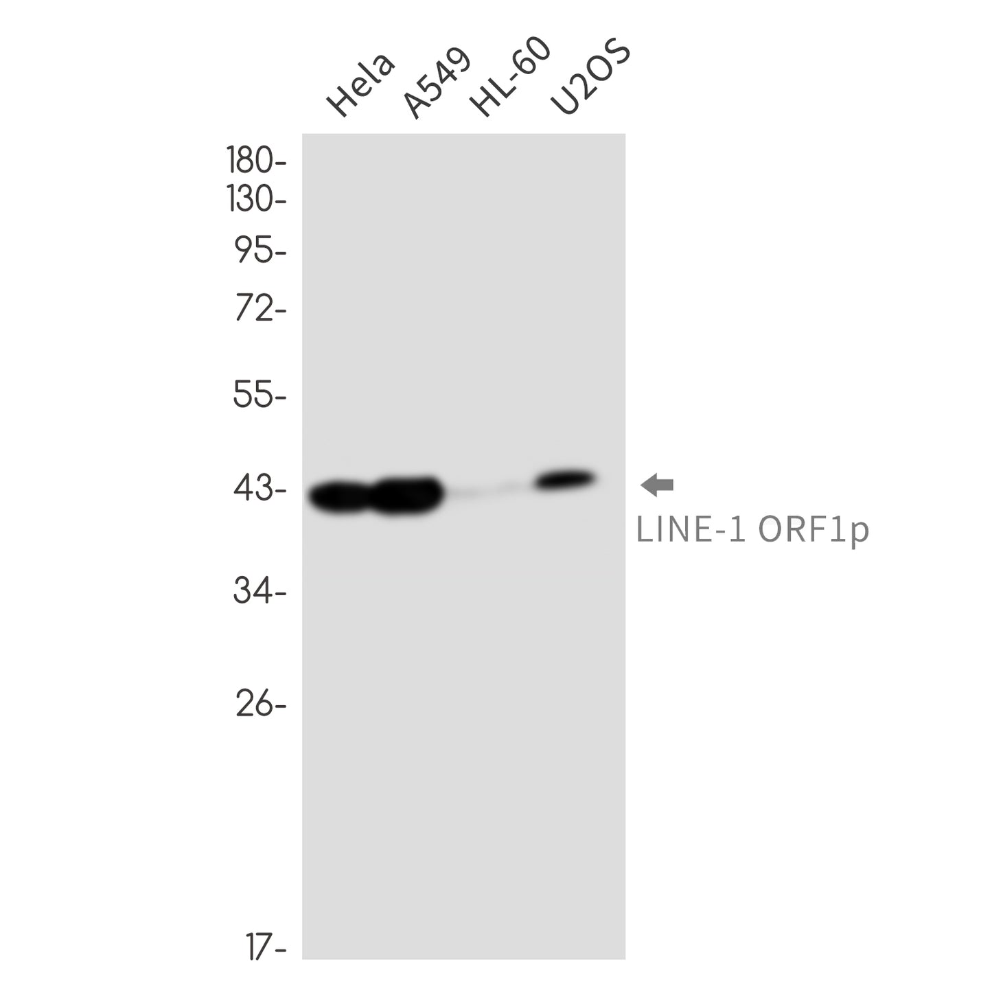 LINE 1 ORF1p Rabbit Monoclonal Antibody