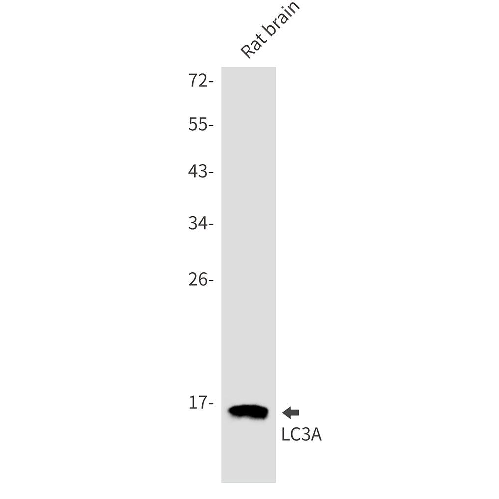 LC3A Rabbit Monoclonal Antibody