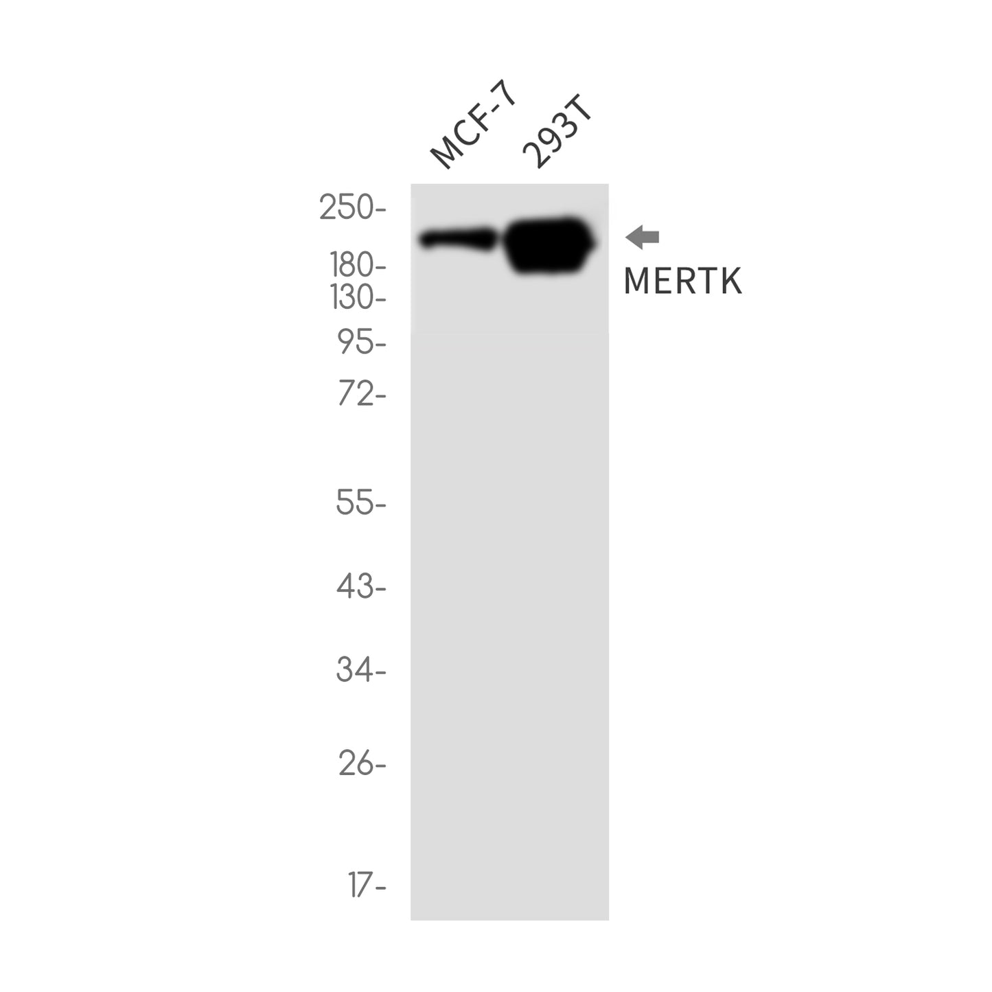 MERTK Rabbit Monoclonal Antibody