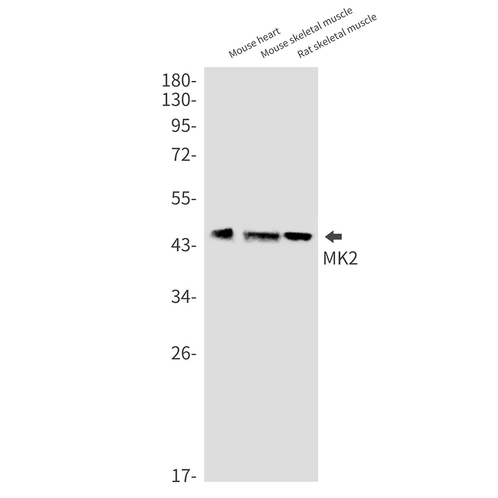 MAPKAP Kinase 2 Rabbit Monoclonal Antibody