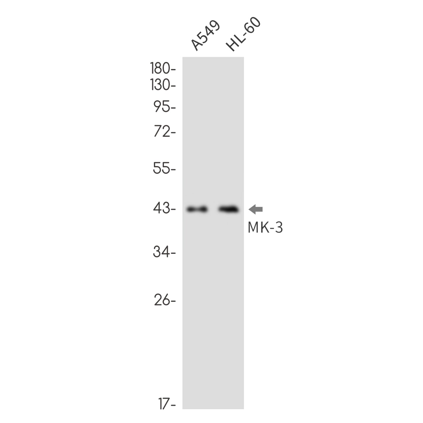 MAPKAP Kinase 3 Rabbit Monoclonal Antibody